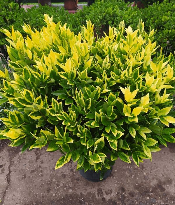 OLEA TEXANA AUREA (LIGUSTRUM TEXANUM AUREUM)