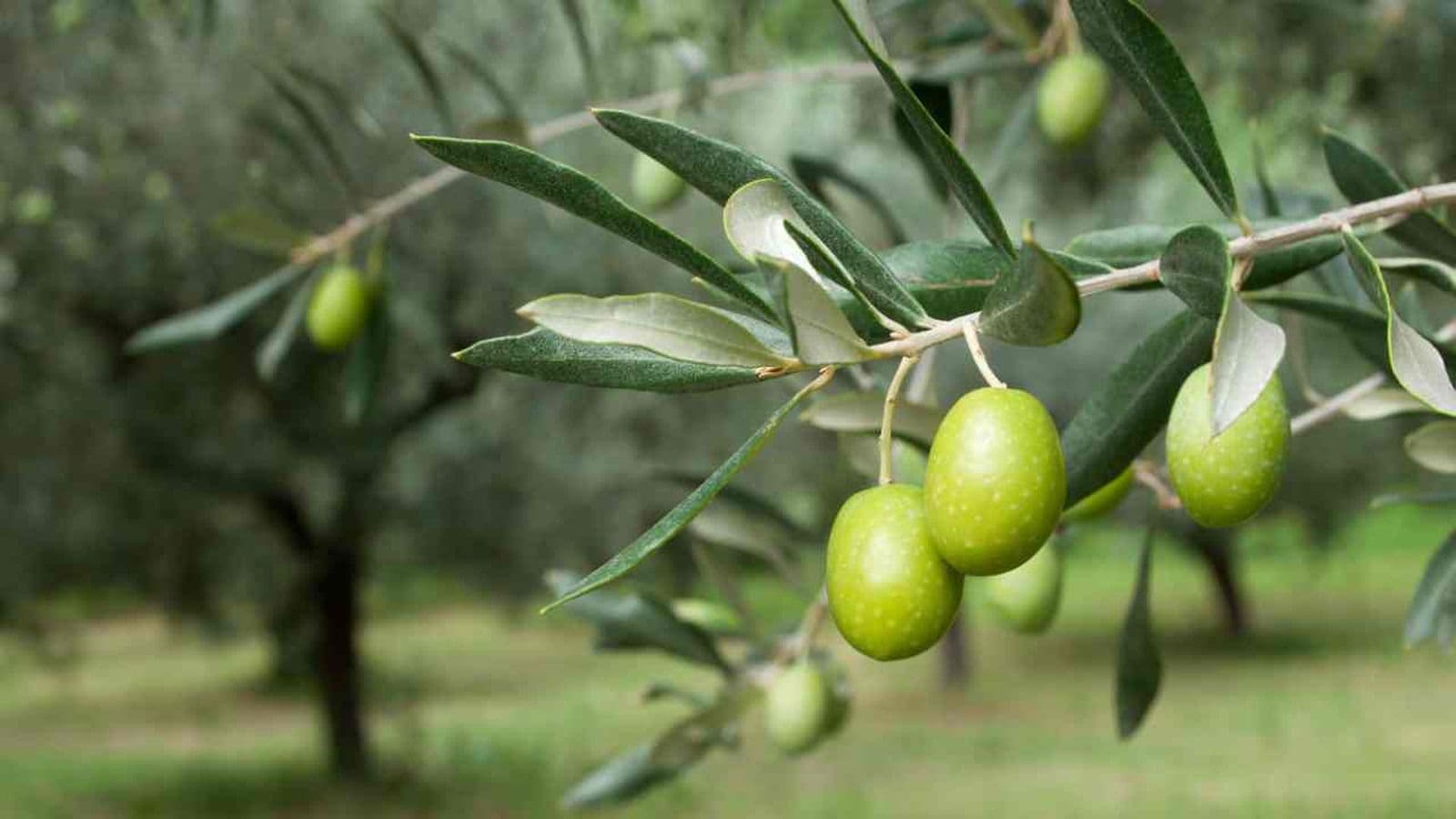 OLIVO (Oleo Europaea)