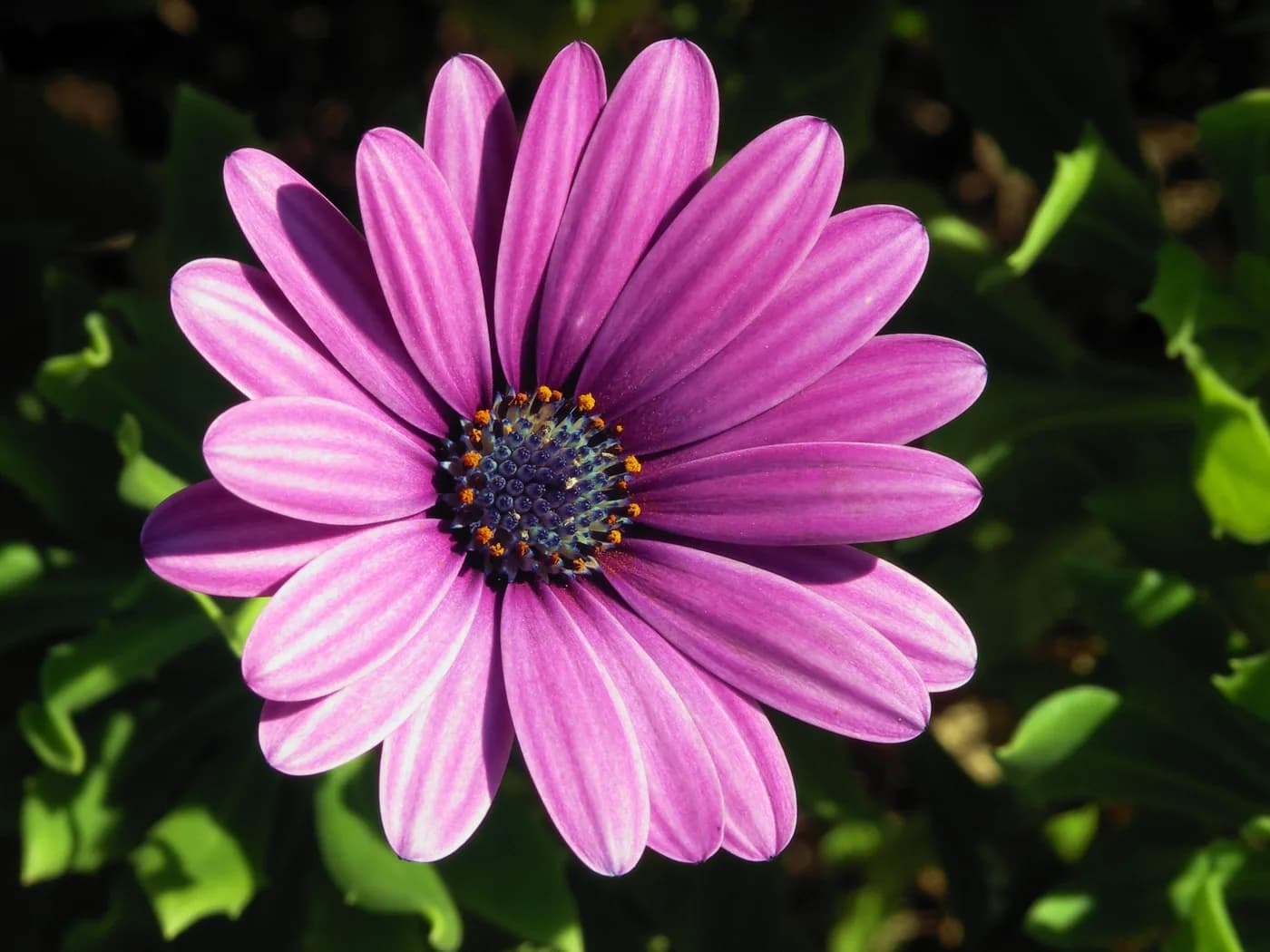 Margarita africana E3