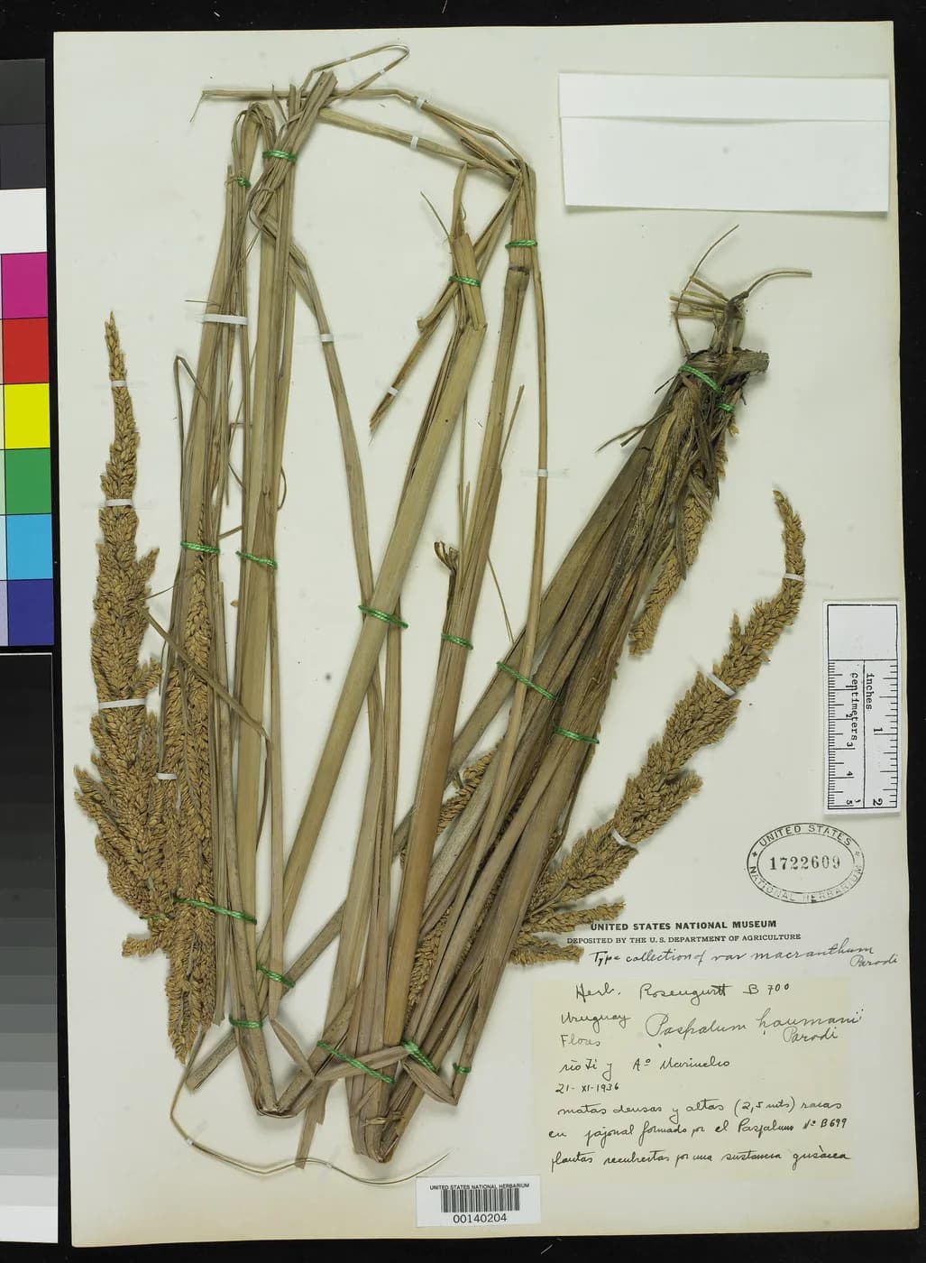 Paspalum haumanii E4