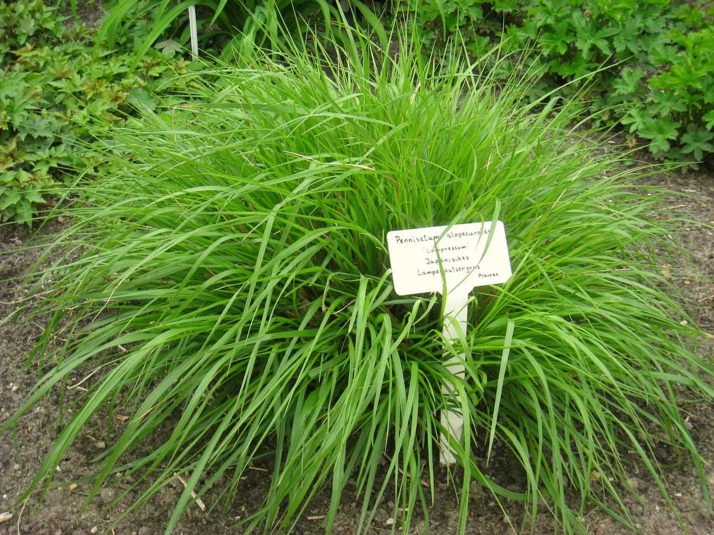 Pennisetum alopecuroides Hameln