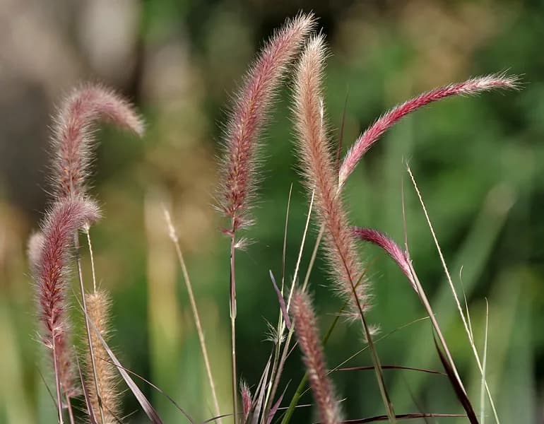 Pennisetum setaceum rubra
