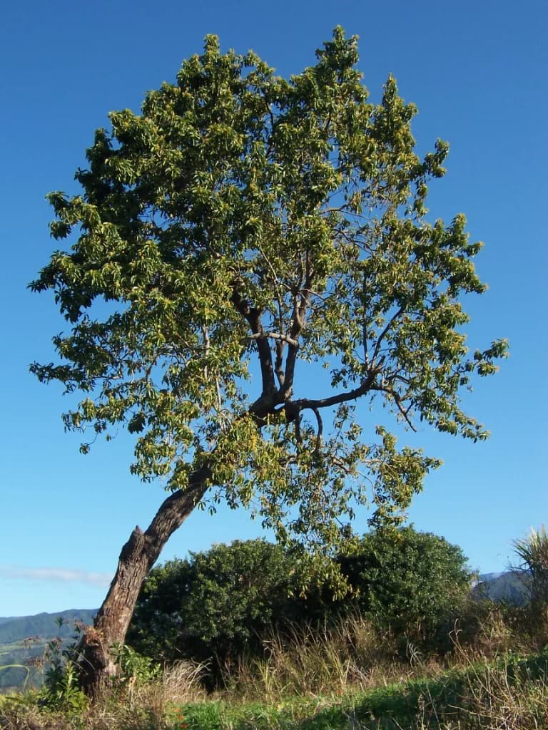 Palta