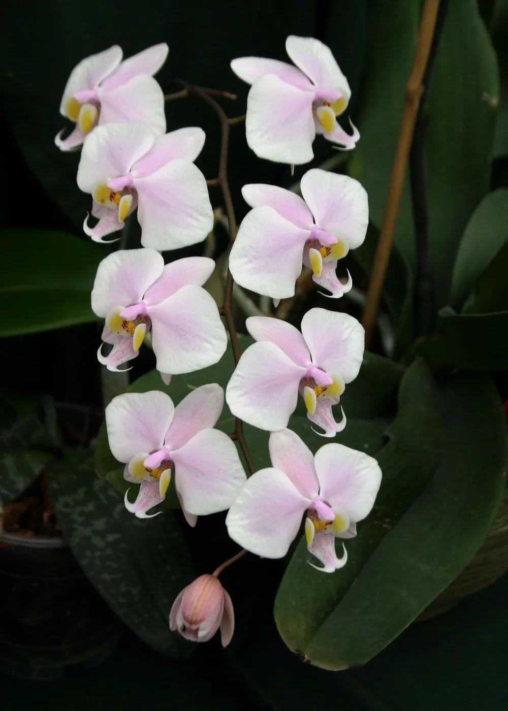 Orquídea Phalaenopsis clase A M14