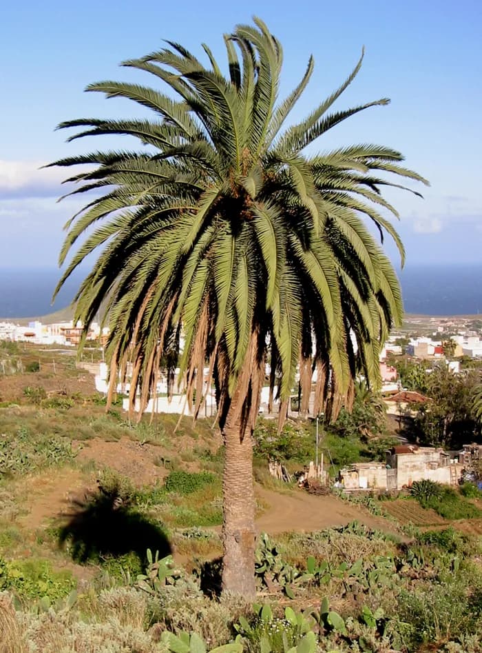 Phoenix Canaeriensis