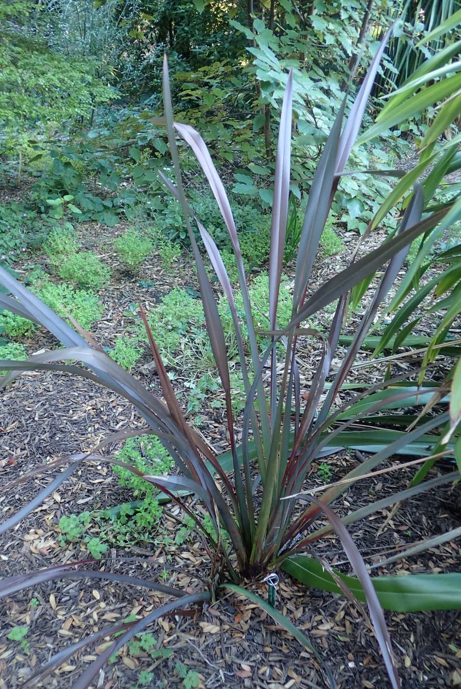 Formio bronceado