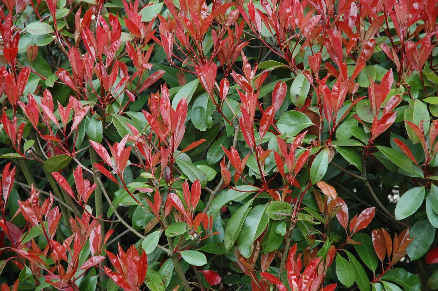Photinia fraseri