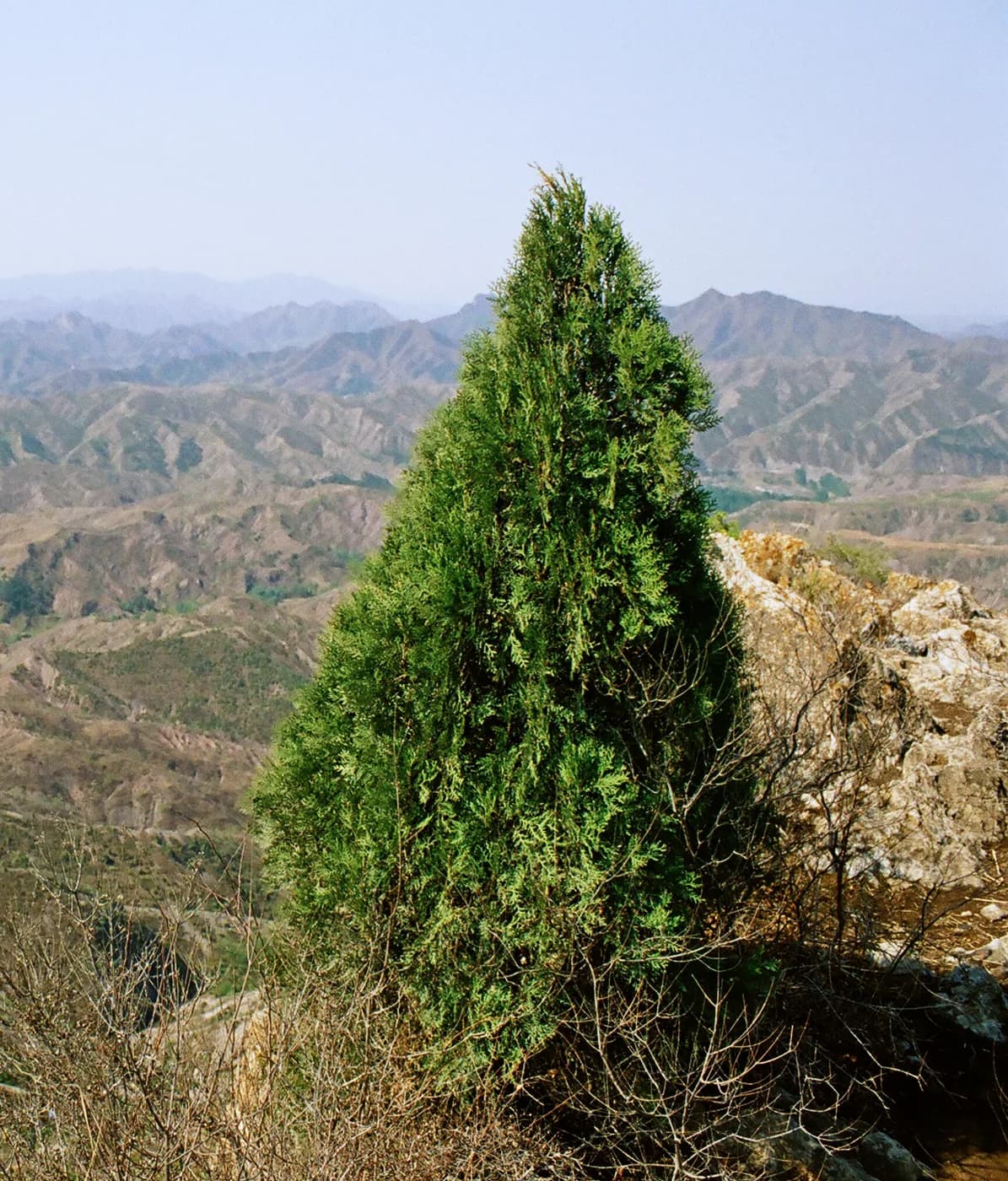 Thuja Orientalis "Doly"