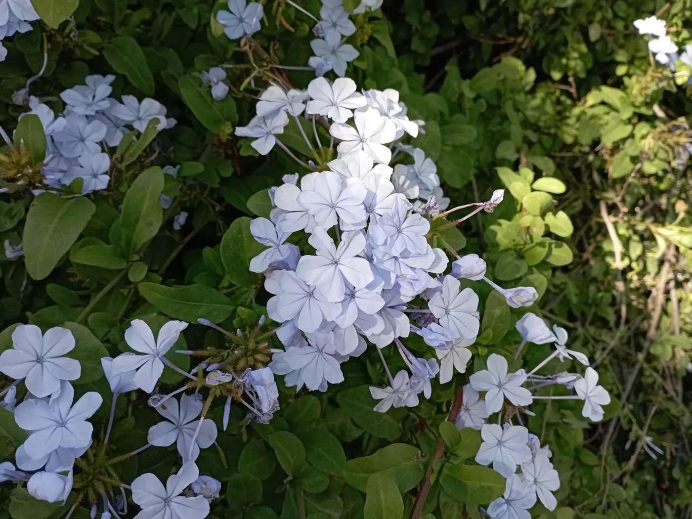 Plumbago capensis