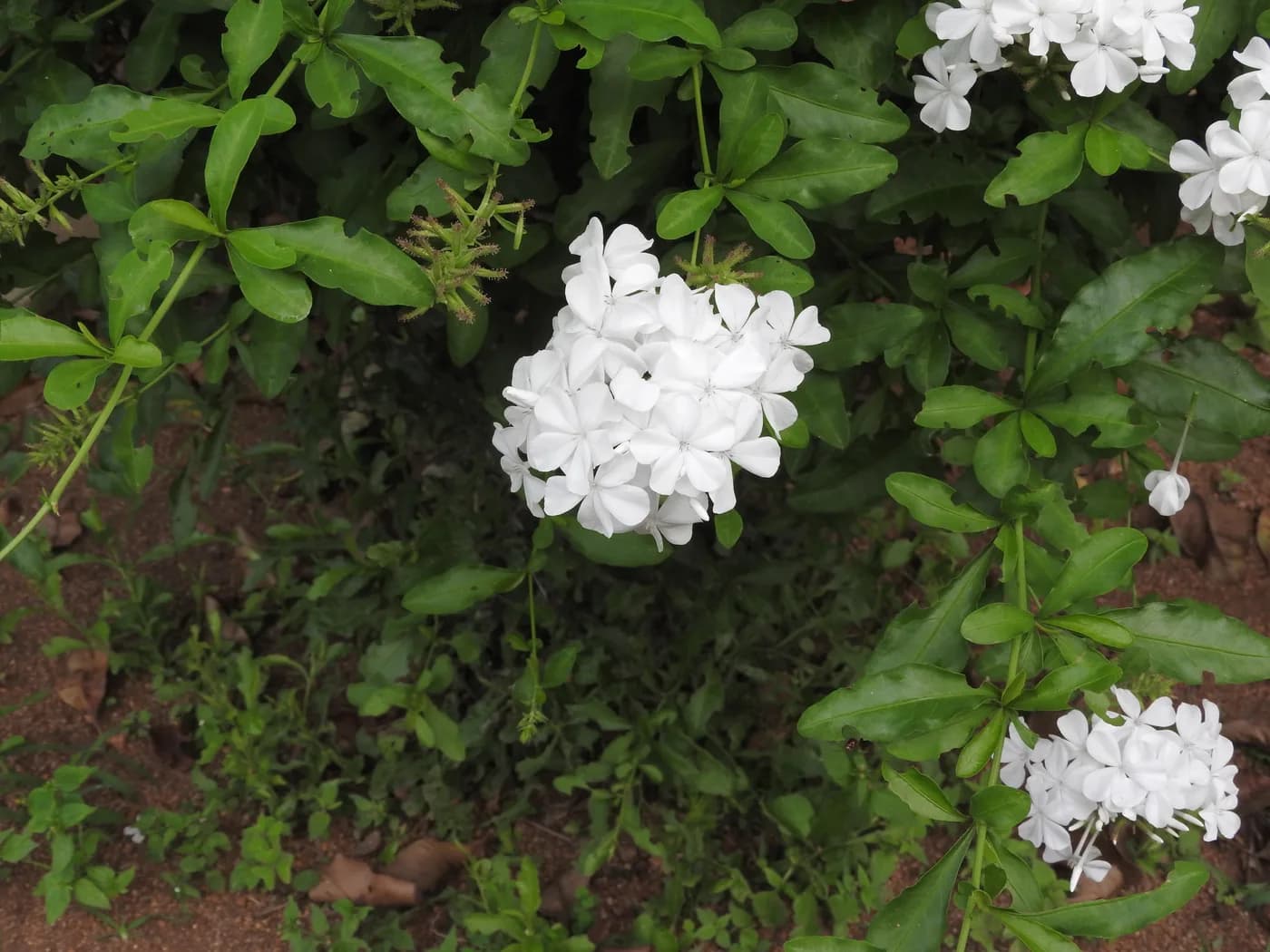 Plumbago capensis alba BLANCO