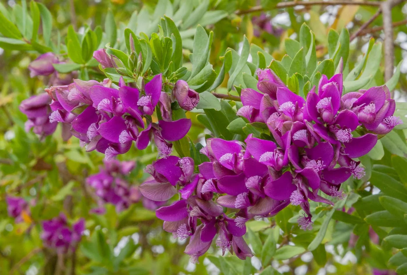 Polygala myrtifolia enana