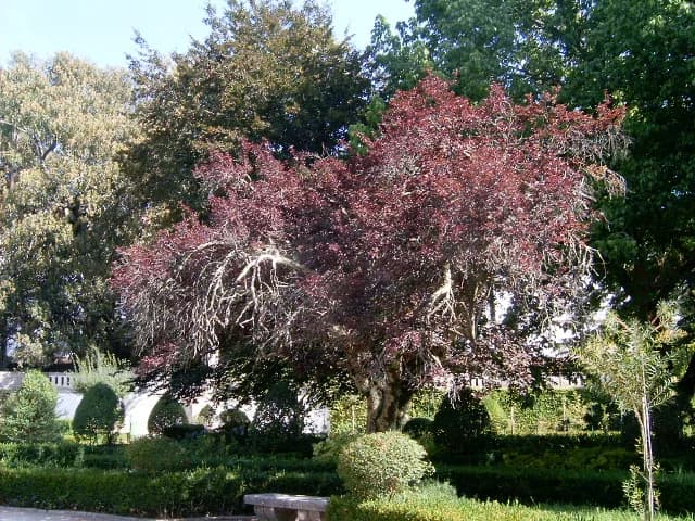 Prunus Pissardi