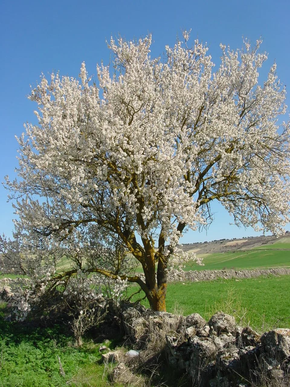 Almendro