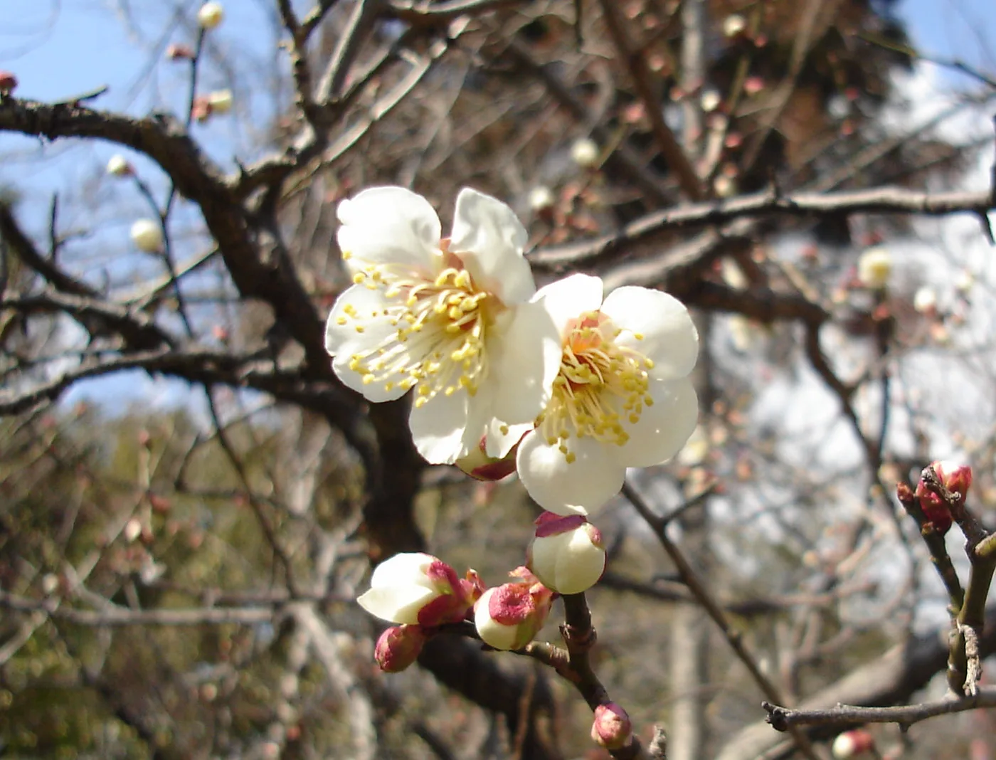 Damasco de flor