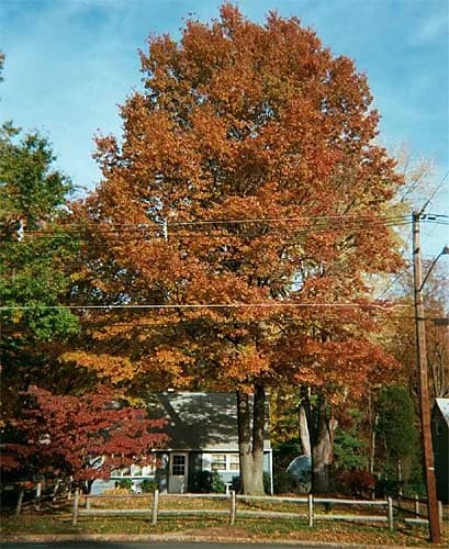 Roble de los pantanos