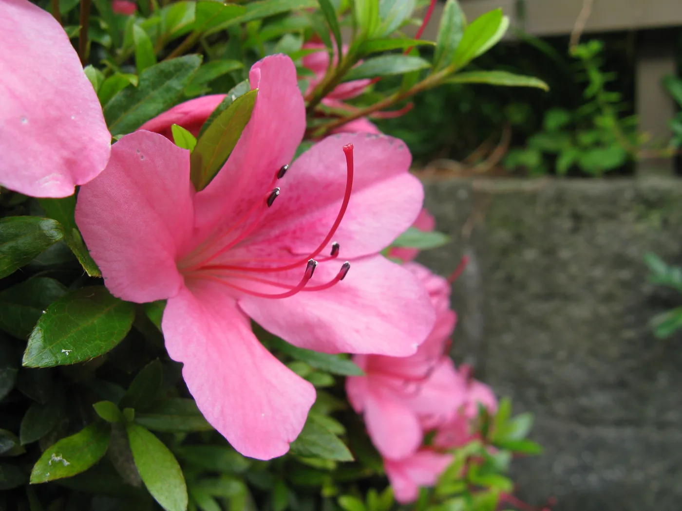 Azalea japonica