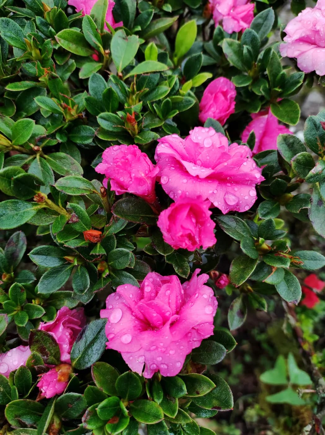 Azalea doble M12