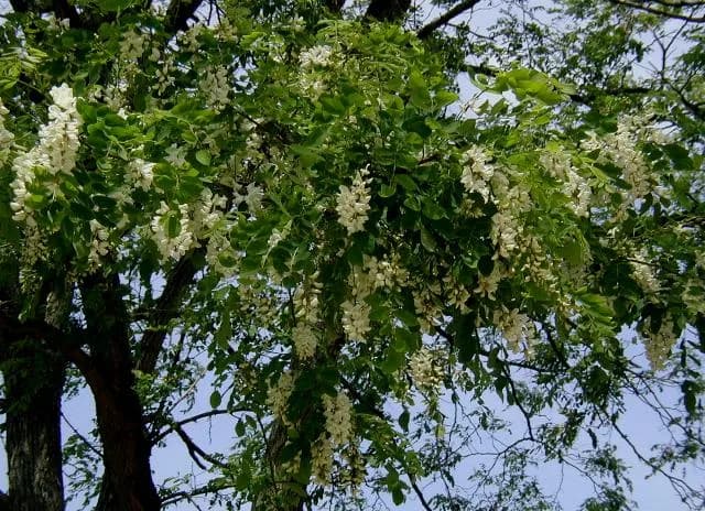 Acacia Aurea Frisia
