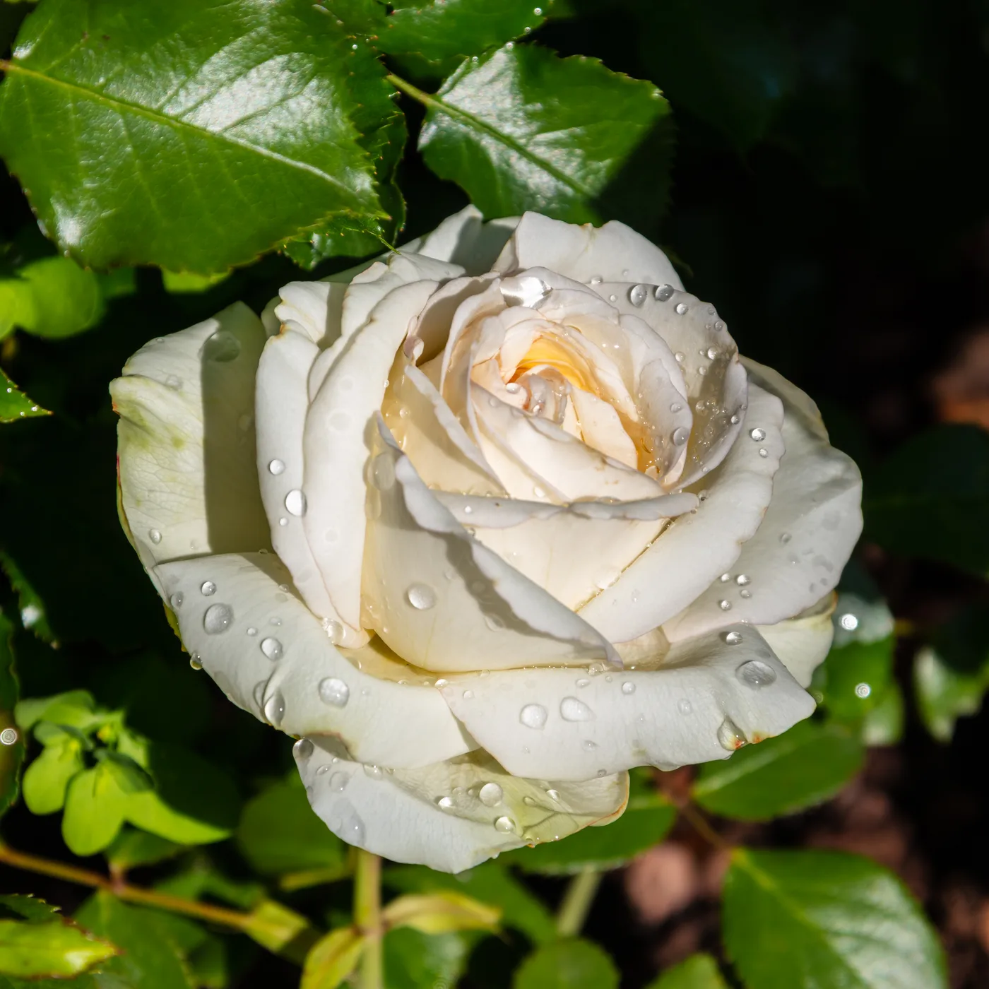 rosa rococo
