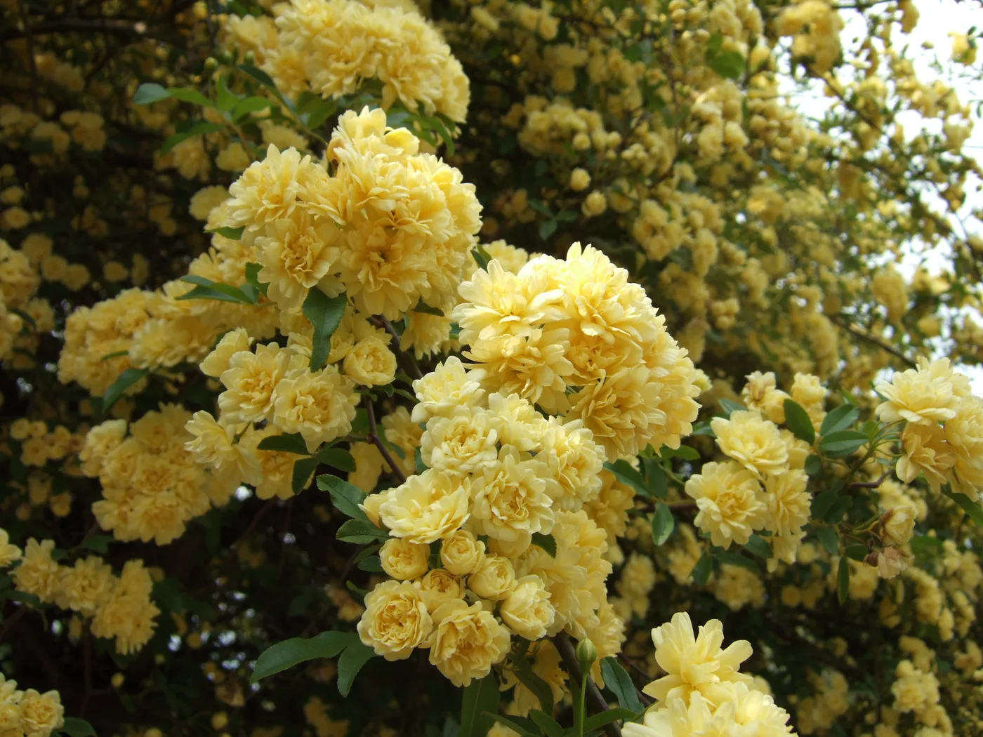 rosa banksiae amarilla