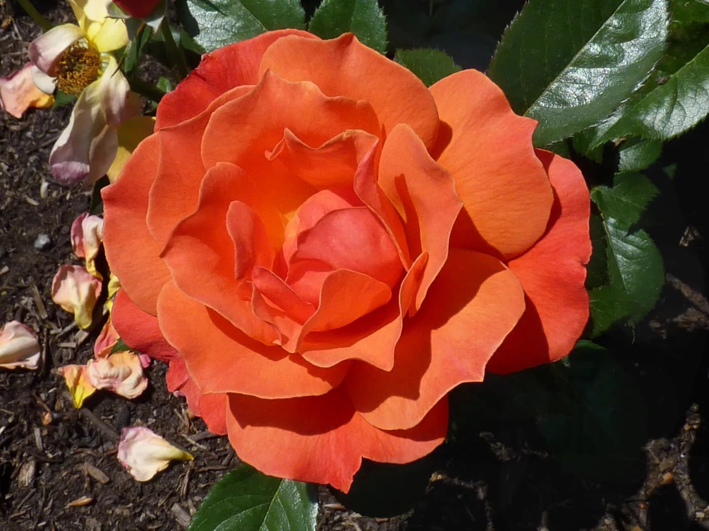 ROSA HIBRIDA DE TE