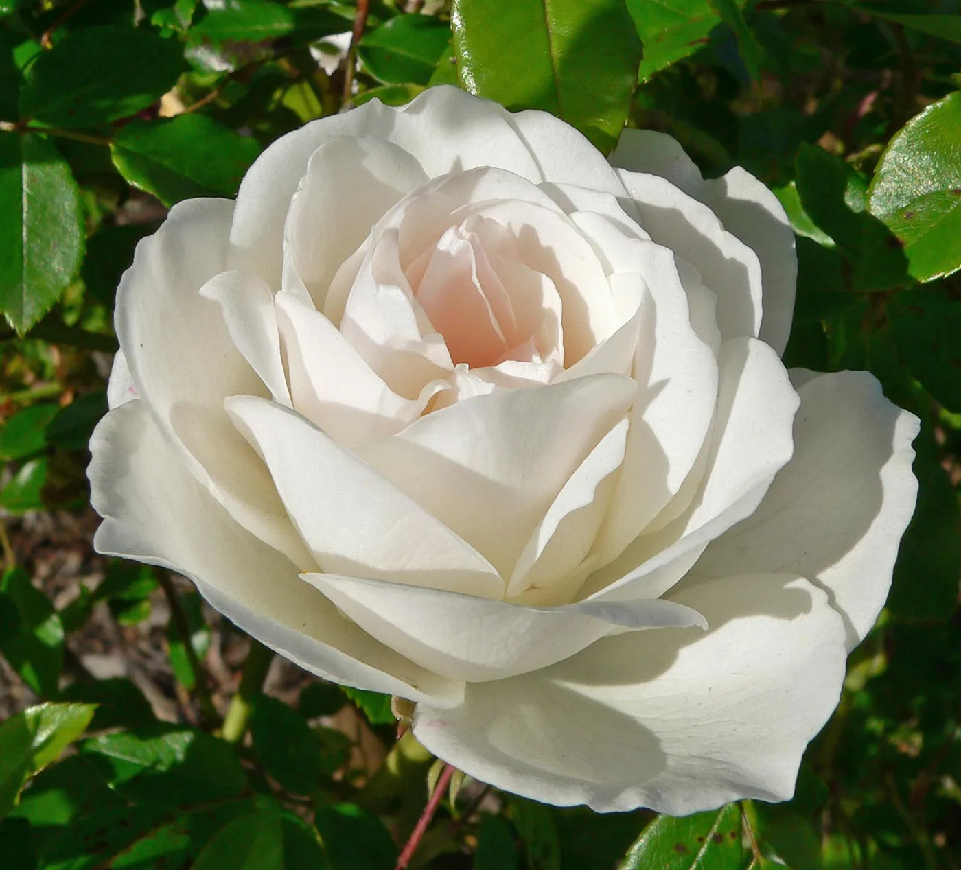 rosa pie bajo icerberg