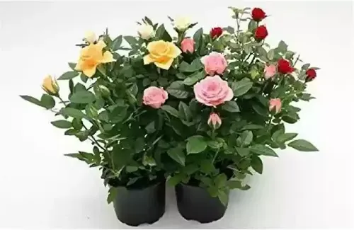 ROSA ROCOCO MINI