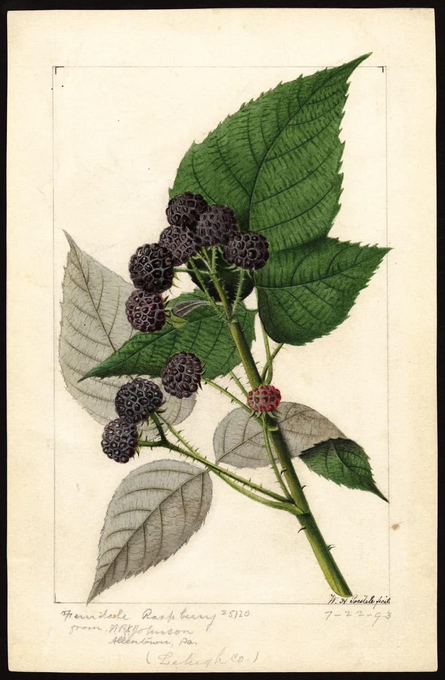 frambuesa Negra