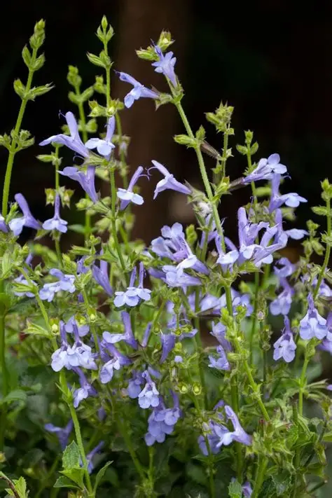 Salvia African Sky E3