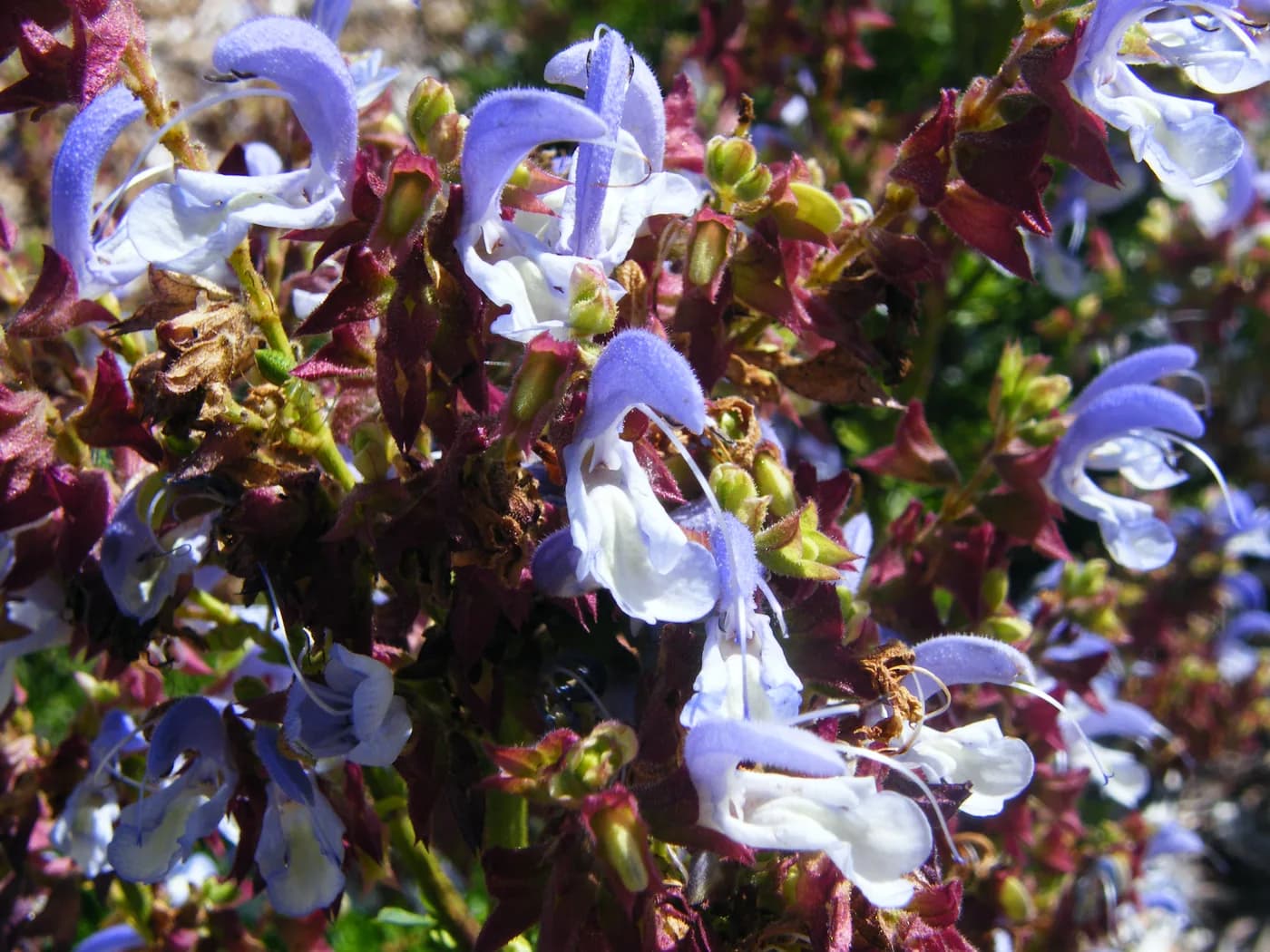 Salvia African Sky