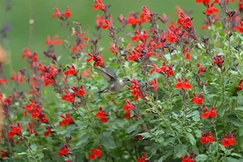 Salvia greggi E3
