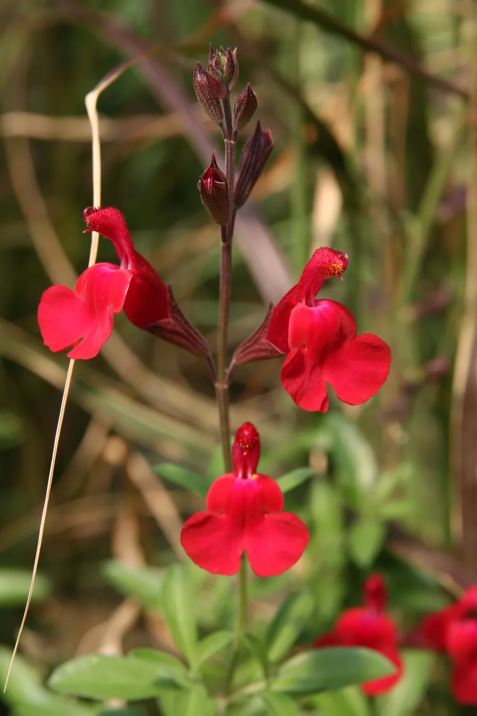 Salvia greggi ROJA