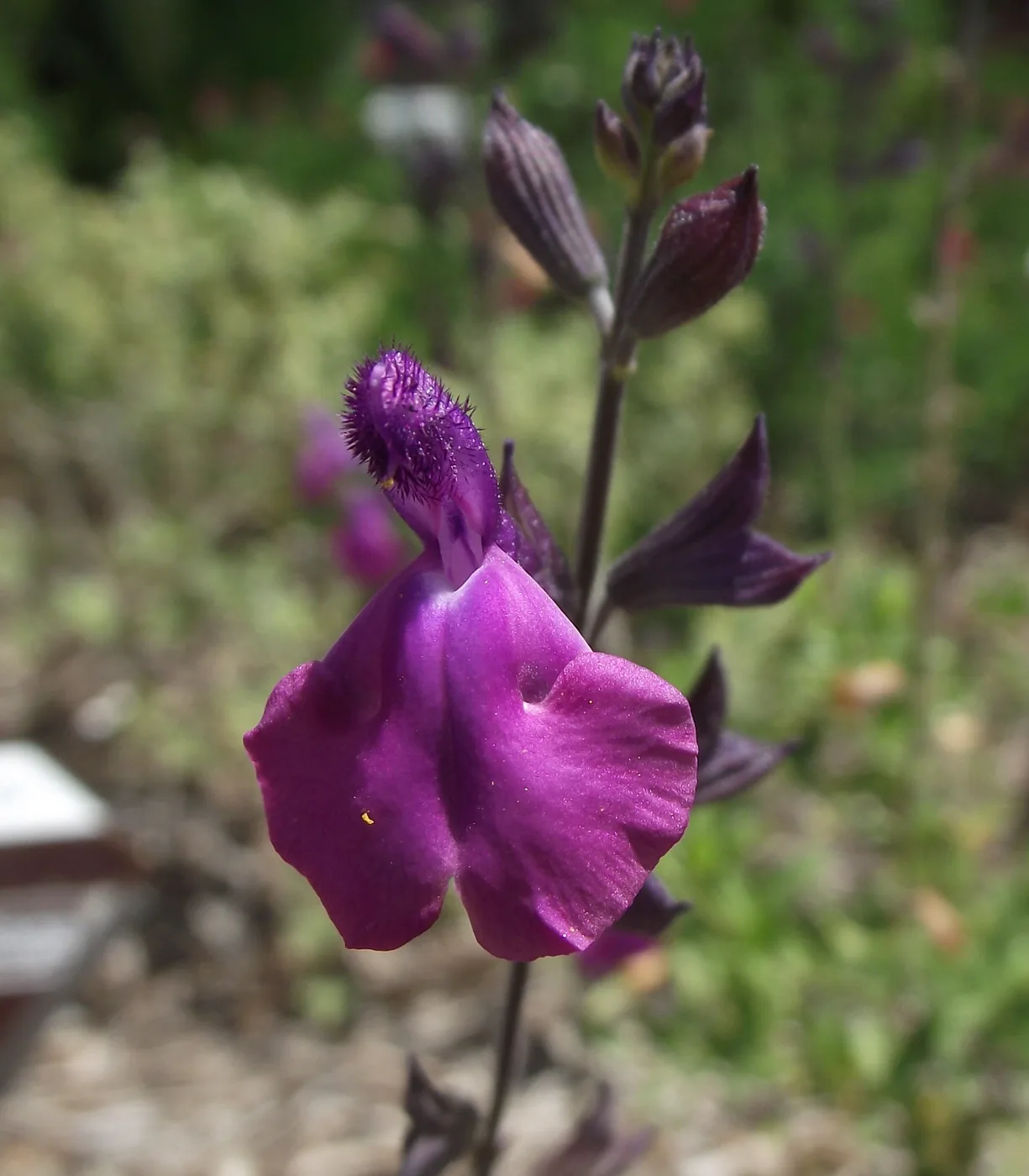 VIOLETA