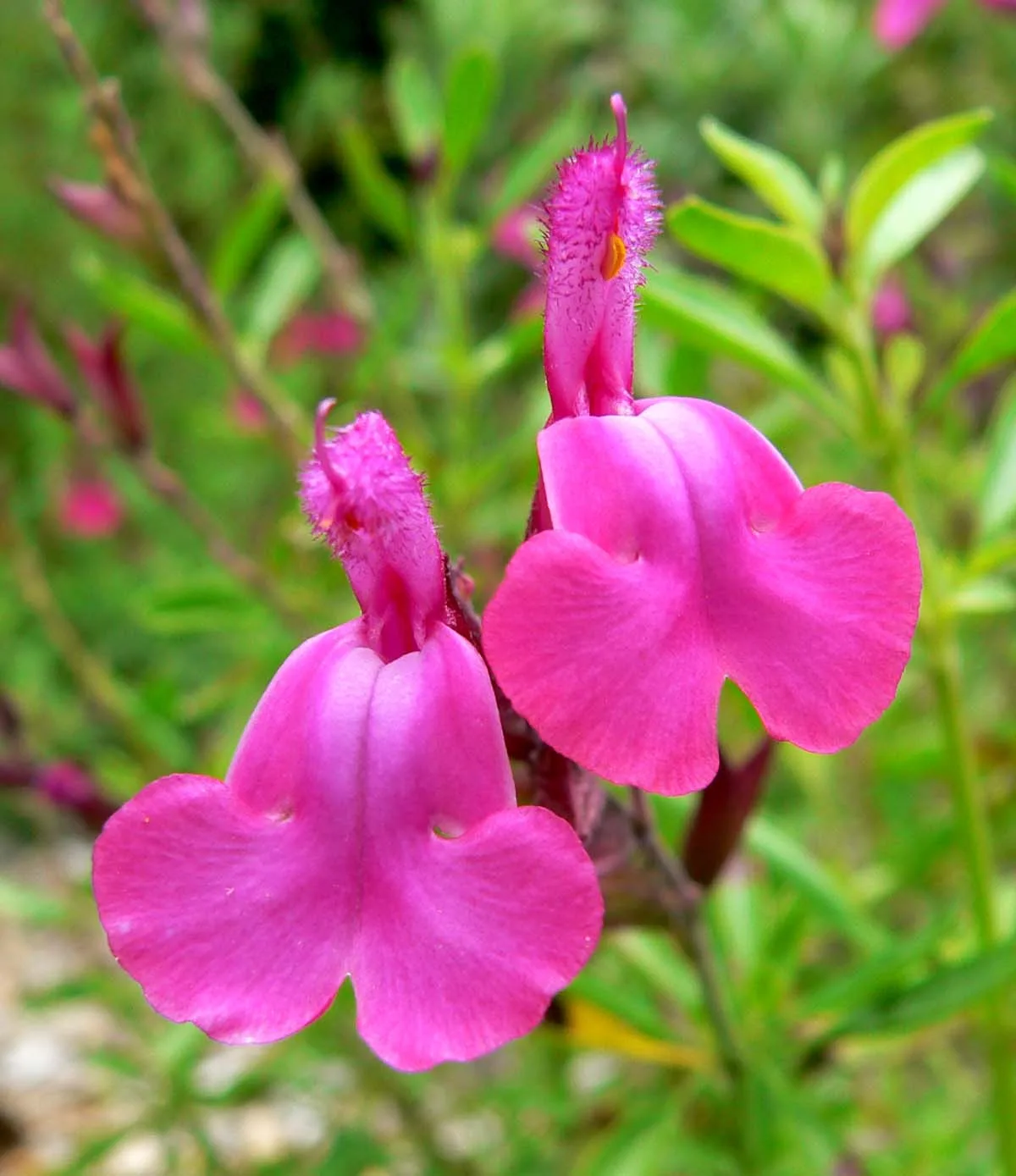 Salvia greggi CREMA