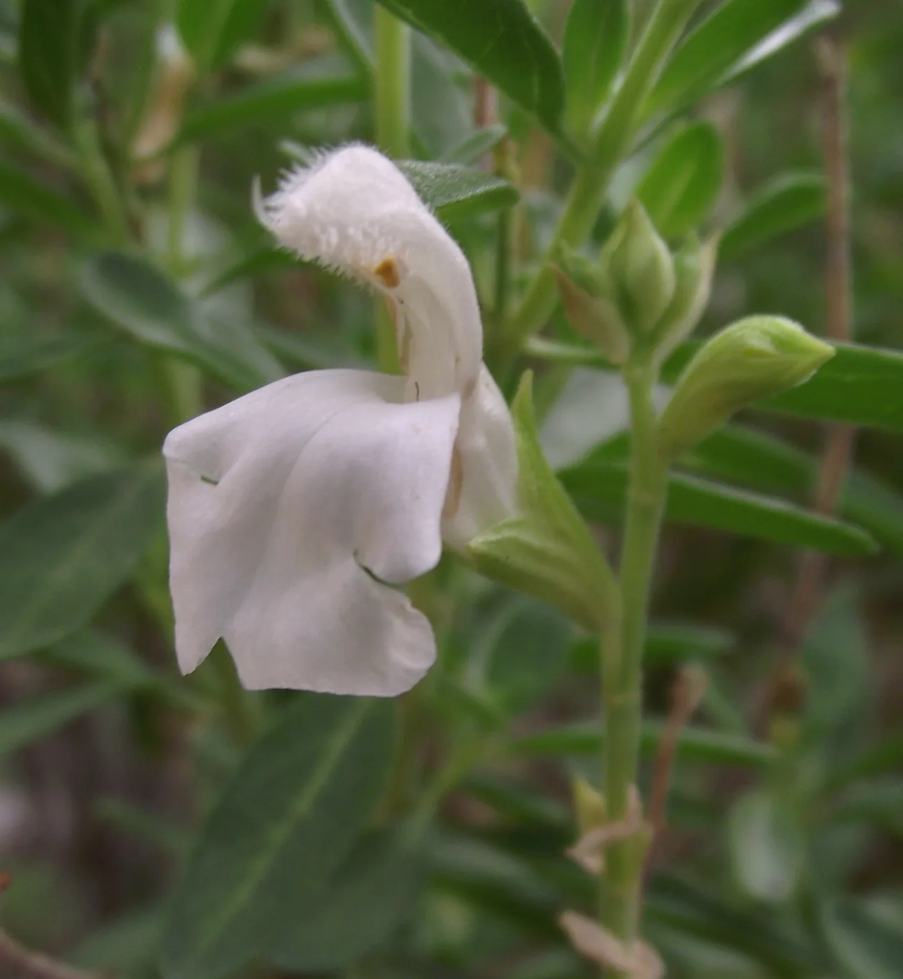 Salvia greggi BLANCA