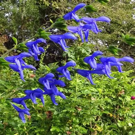 SALVIA GUARANITICA - FLOR VIOLET BLUE E3 L.