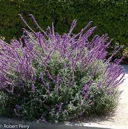 Salvia leucantha E3