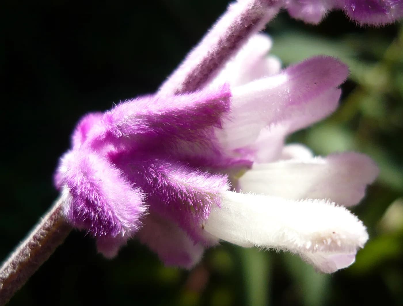 Salvia leucantha