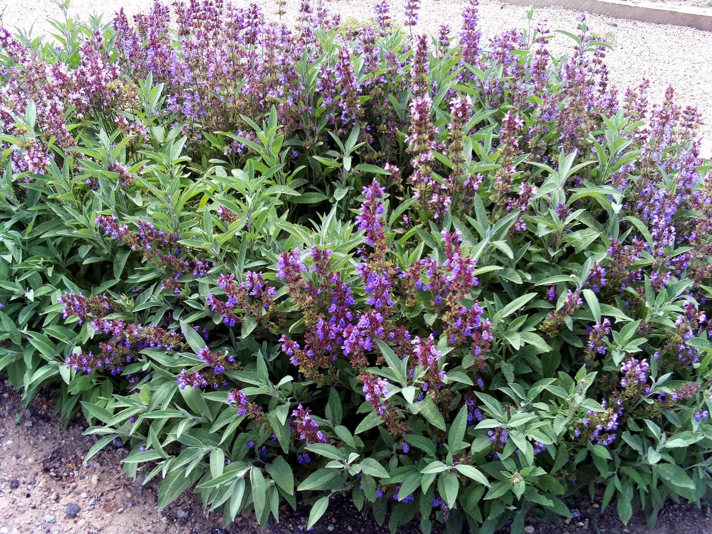 Salvia Wendy´s Wish fucsia