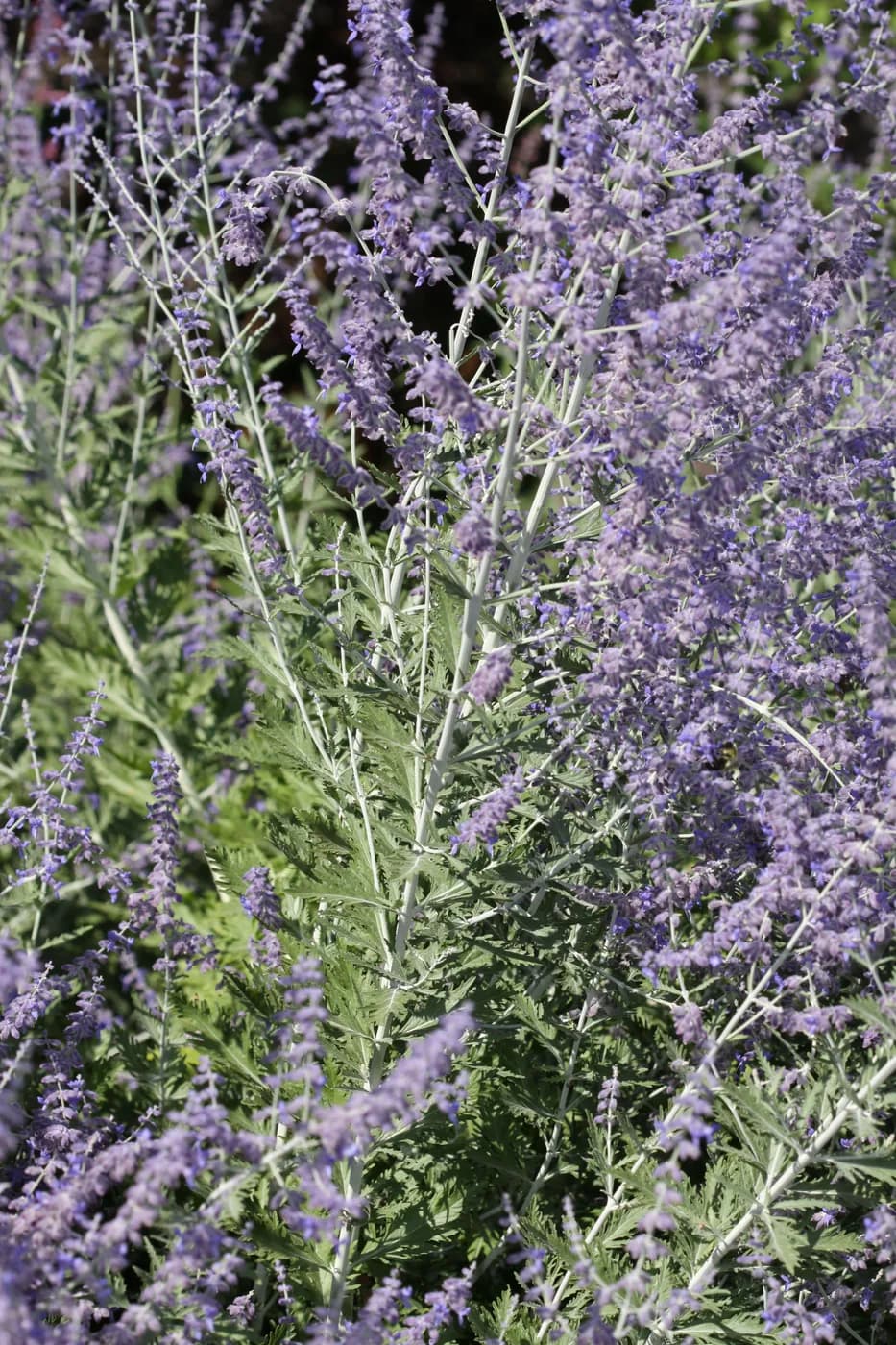Salvia rusa