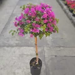 SANTA RITA TOPIARIO (Bougainvillea topiario) E5 L.