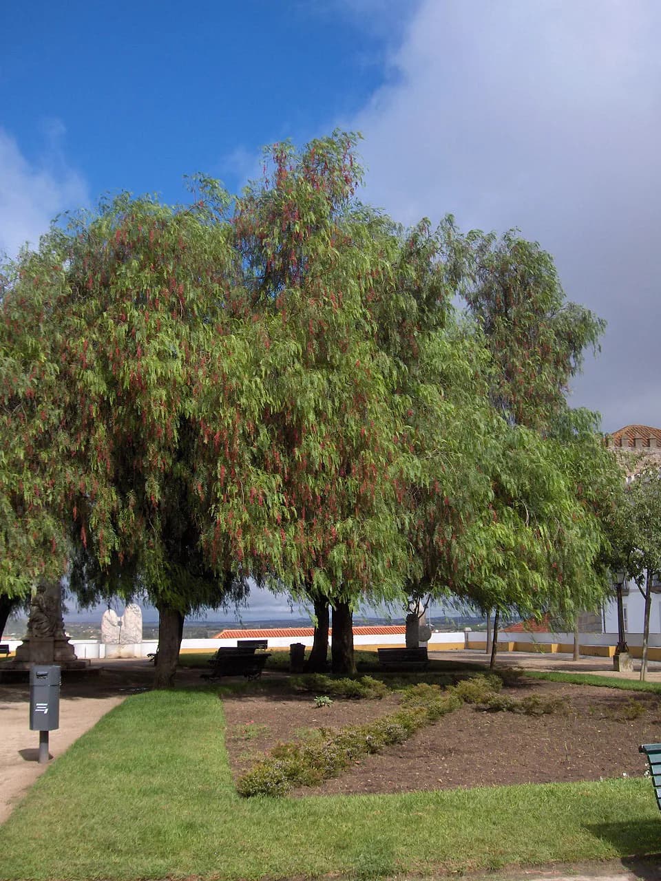 Schinus molle