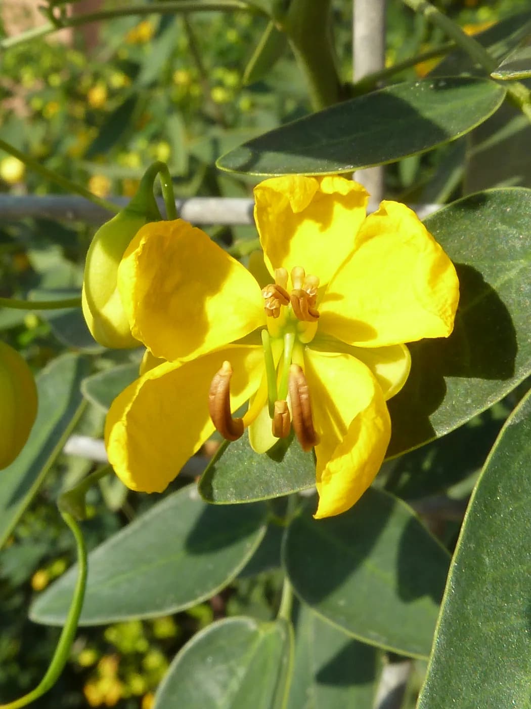 Sen de campo