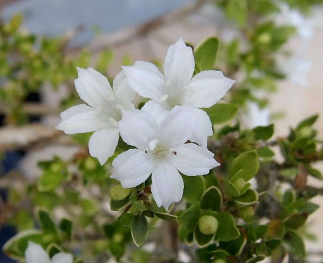 Santolina japonica