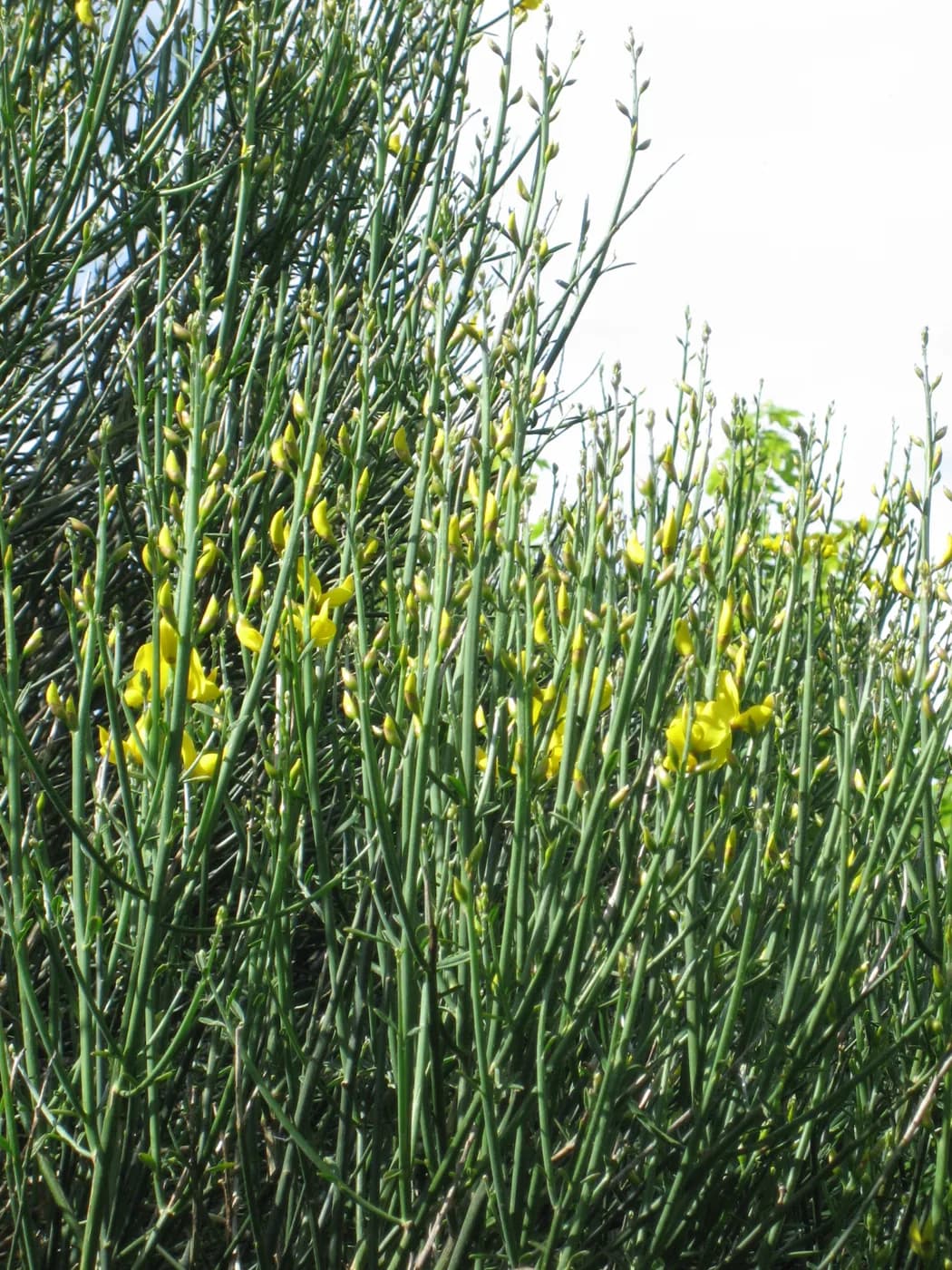 spartium junceum compactum