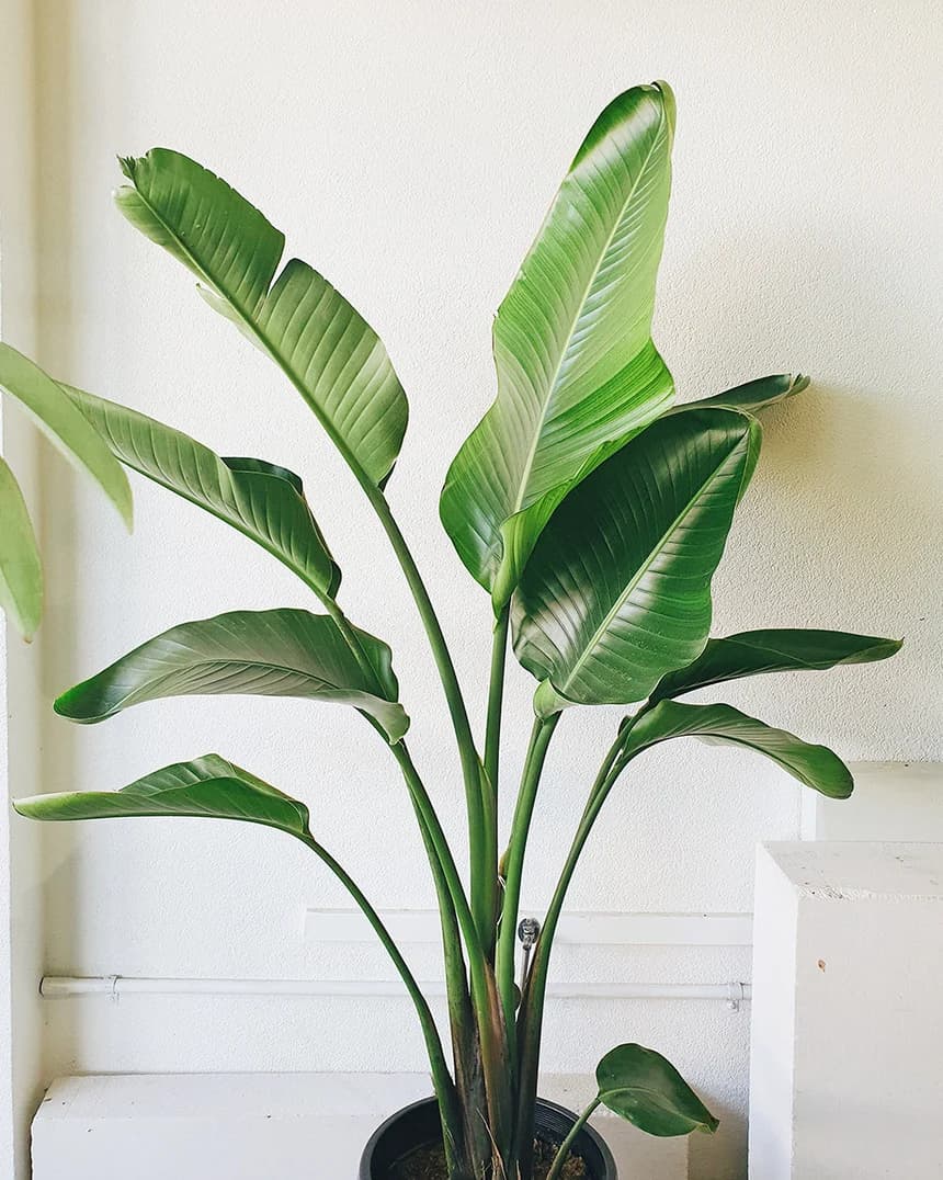 STRELITZIA NICOLAI