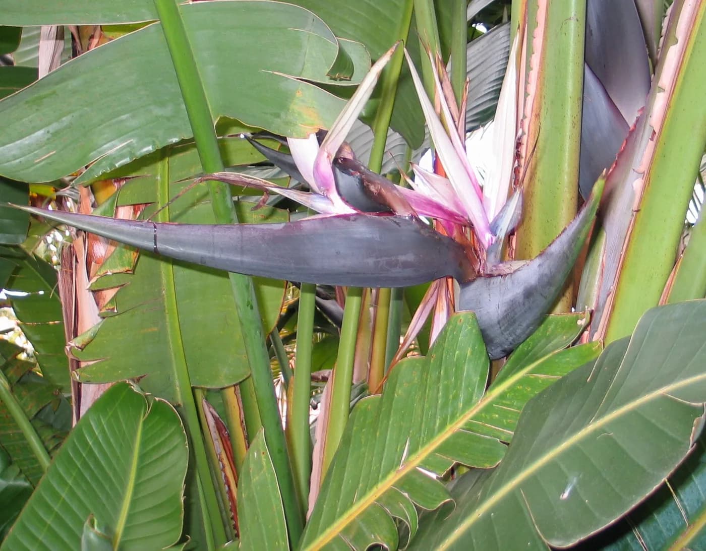 strelitzia nicolai grande