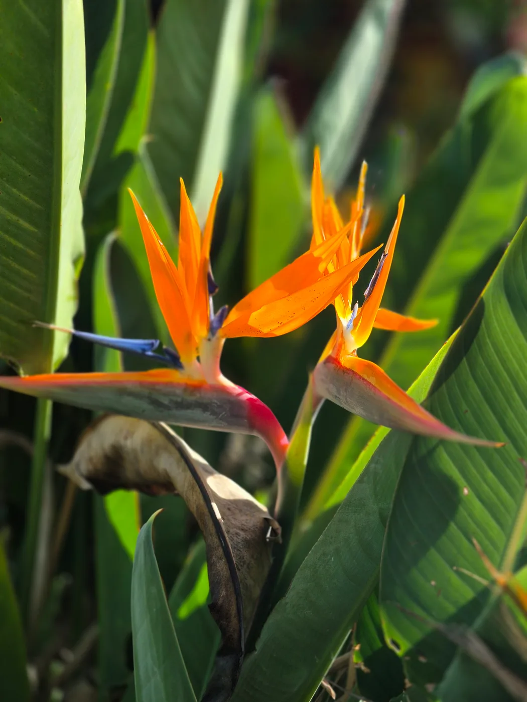 Strelitzia reginae grande