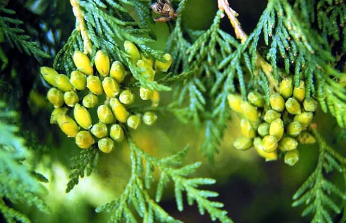 Thuja de cerco