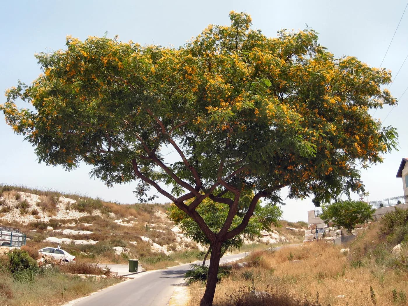 Tipa